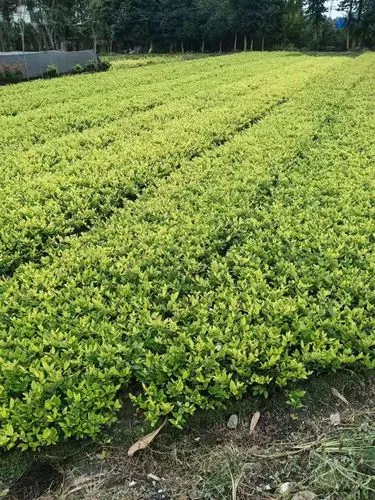 河北园林绿化工程苗木用增值税么